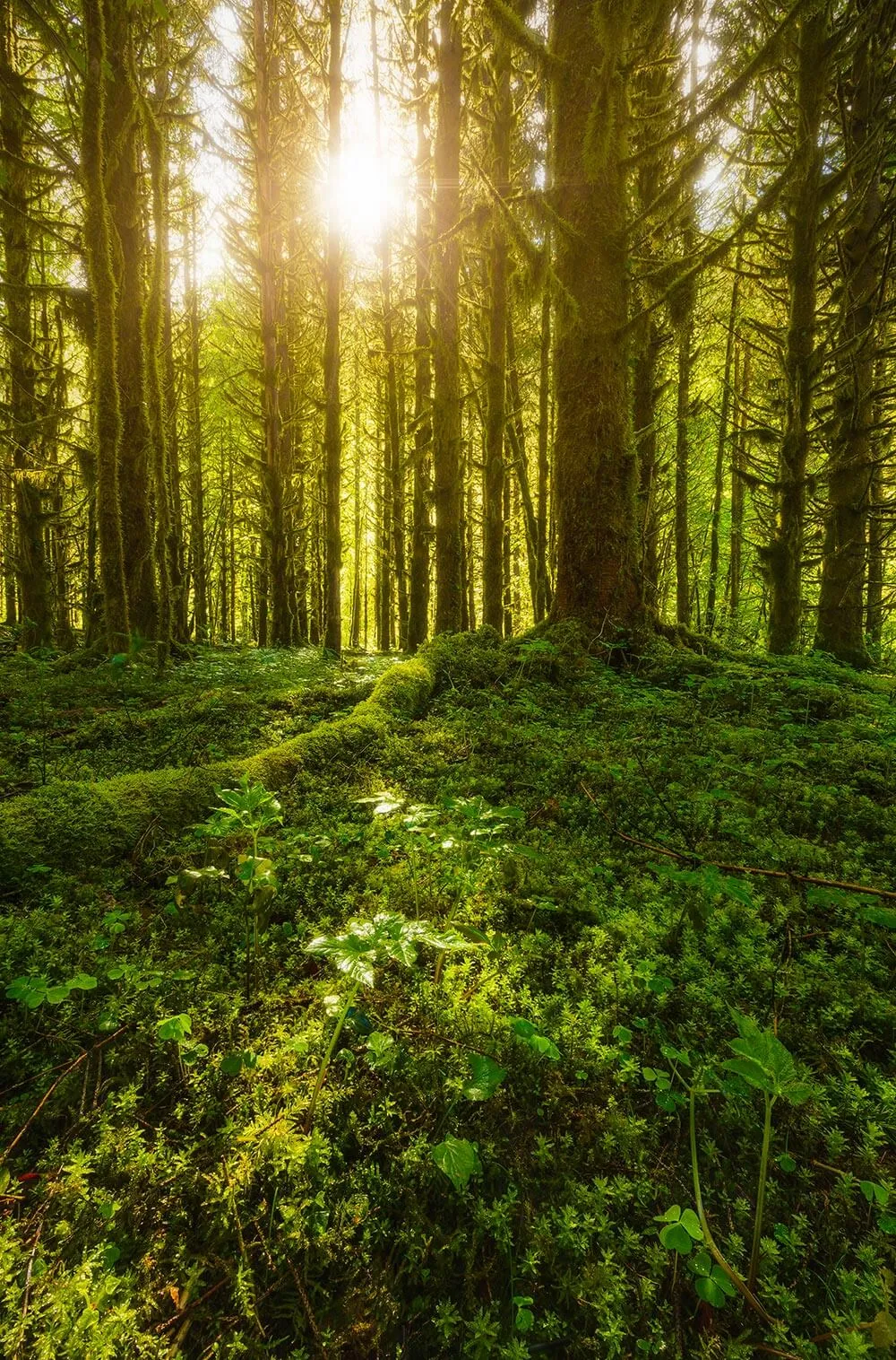 SukeGrassRoots　FOREST Forests - Gorges de la bienne
