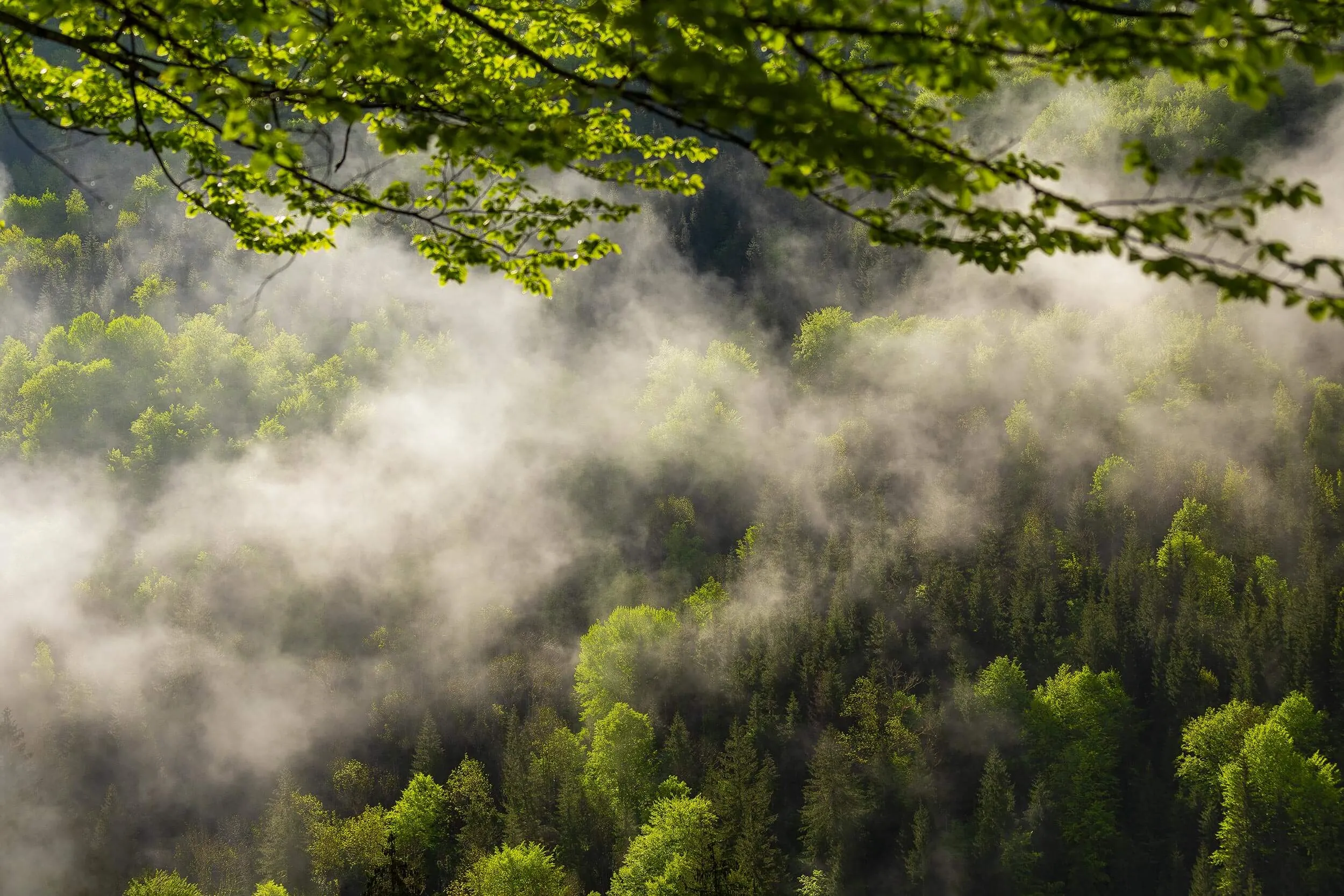 Forests - Gorges de la bienne